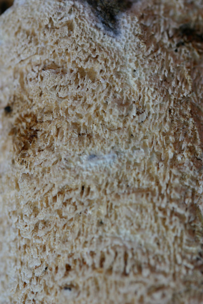 Schizopora paradoxa ? (Schizopora paradoxa)